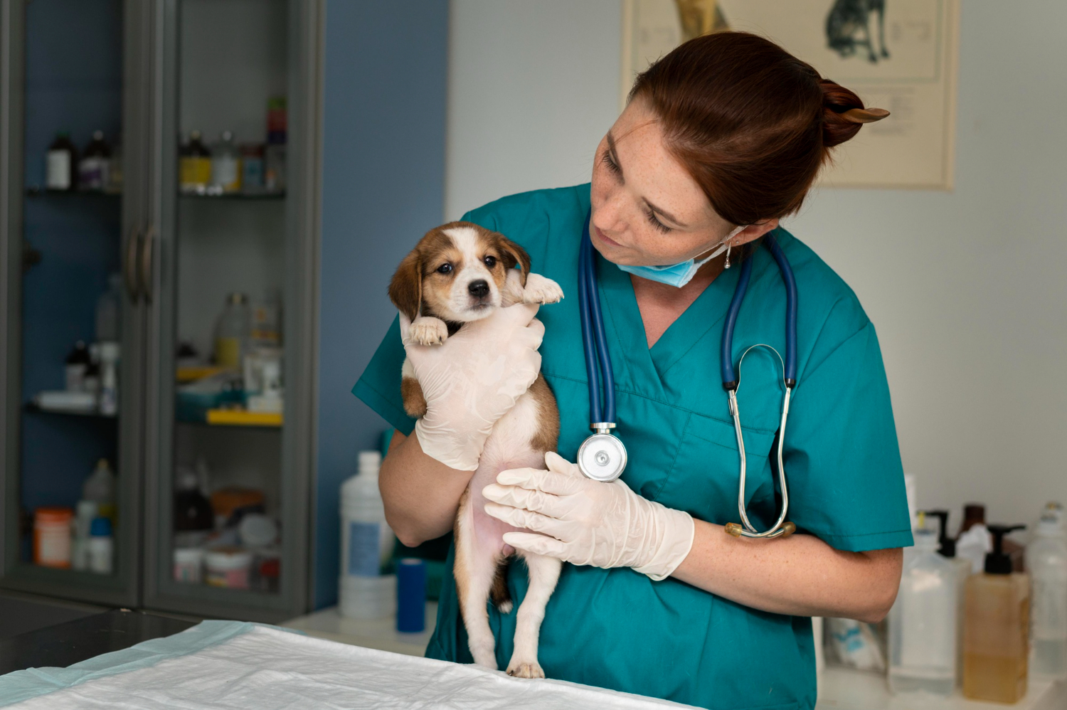 veterinário e cão