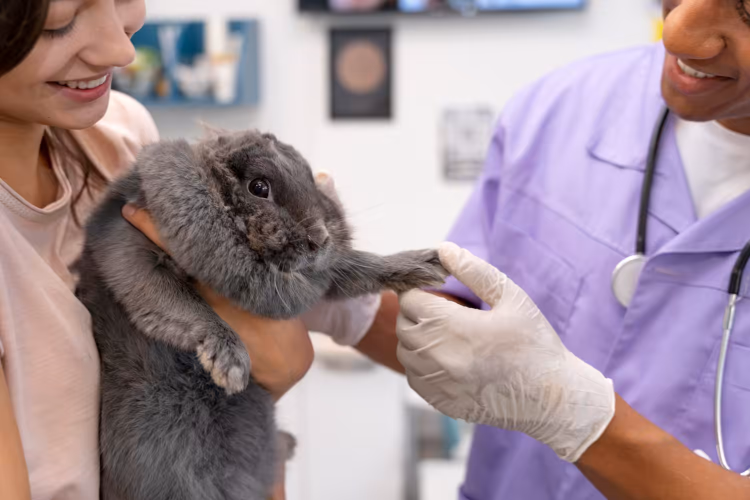 Estudo: Quais são as principais causas de morte em coelhos domésticos?