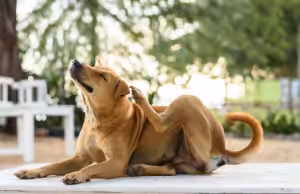 Cão com coceira constante? Entenda como problemas de pele afetam o comportamento e o bem-estar do pet