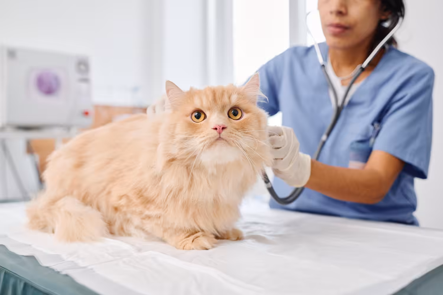 Médica-veterinária cita doenças que podem ser evitadas com a vacinação dos gatos