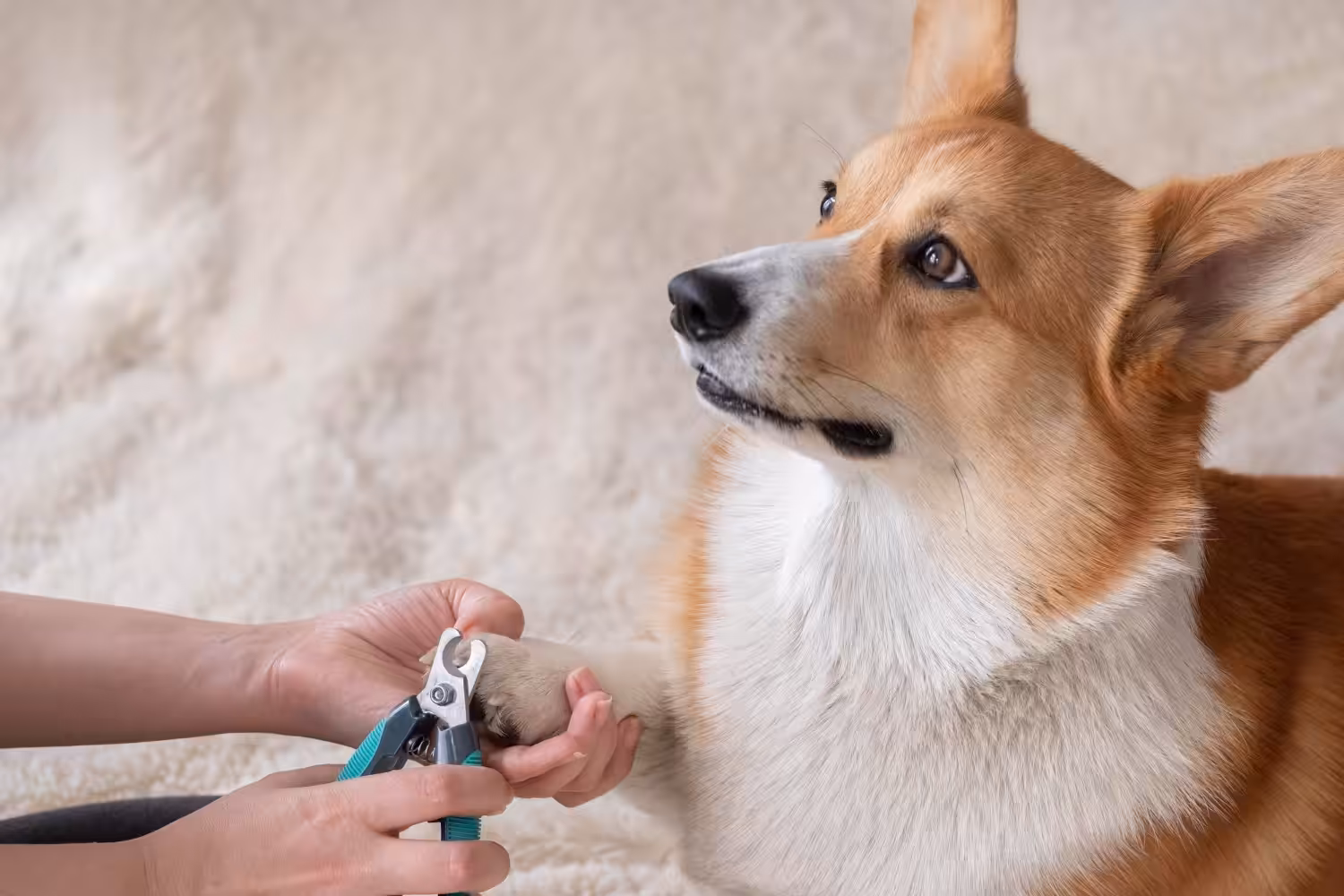 Profissional explica como e por que é importante cortar as unhas dos animais de companhia