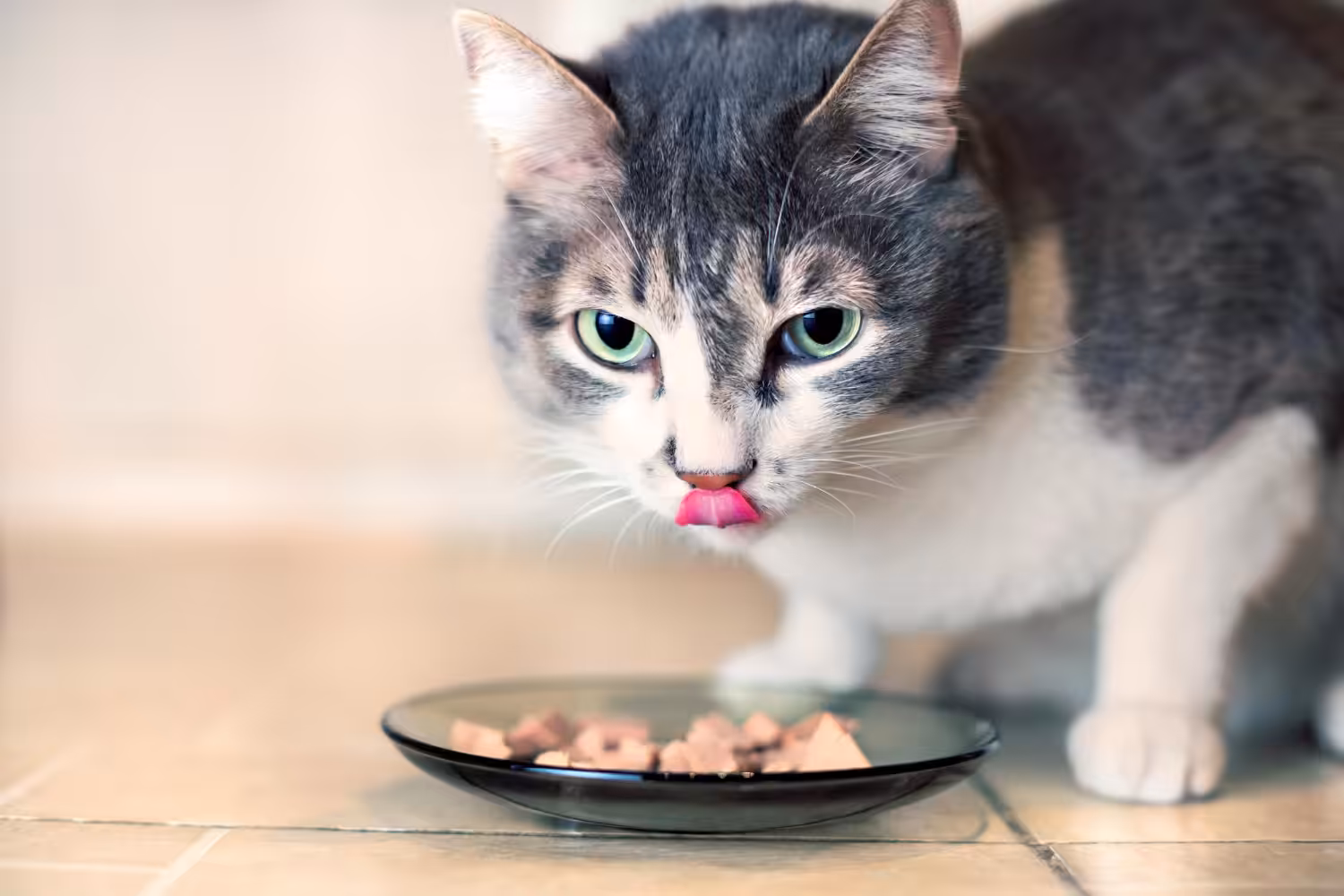 Veterinária comenta se gatos positivos para FeLV podem ter o apetite afetado