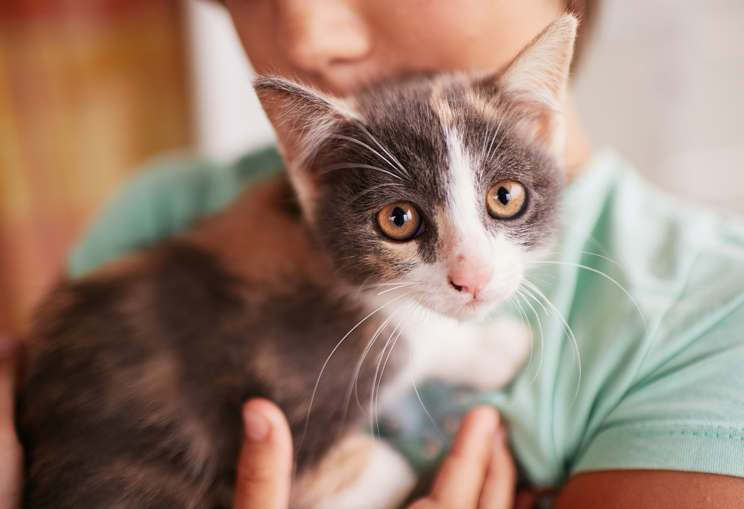 Como educar um gato desde filhote?