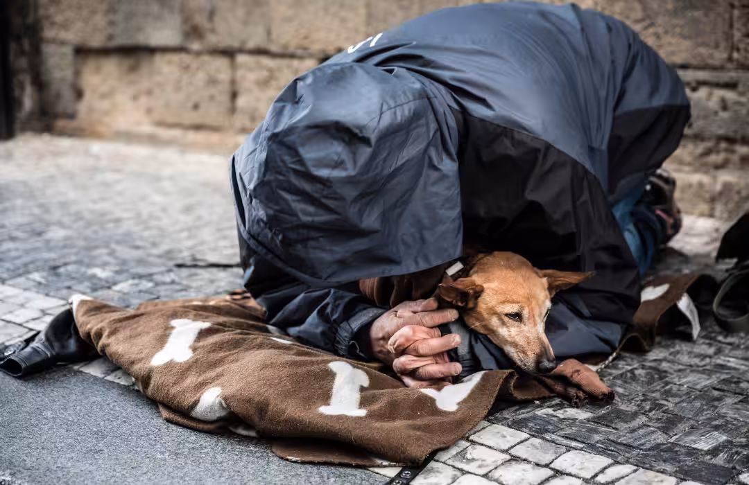 Profissionais comentam vínculo afetivo entre animais e pessoas em situação de rua
