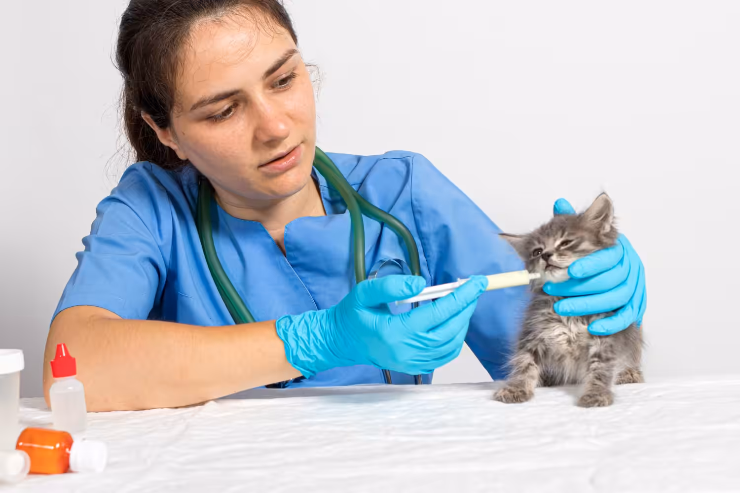 Vermifugação de gatos filhotes deve ocorrer entre 15 e 30 dias após o nascimento