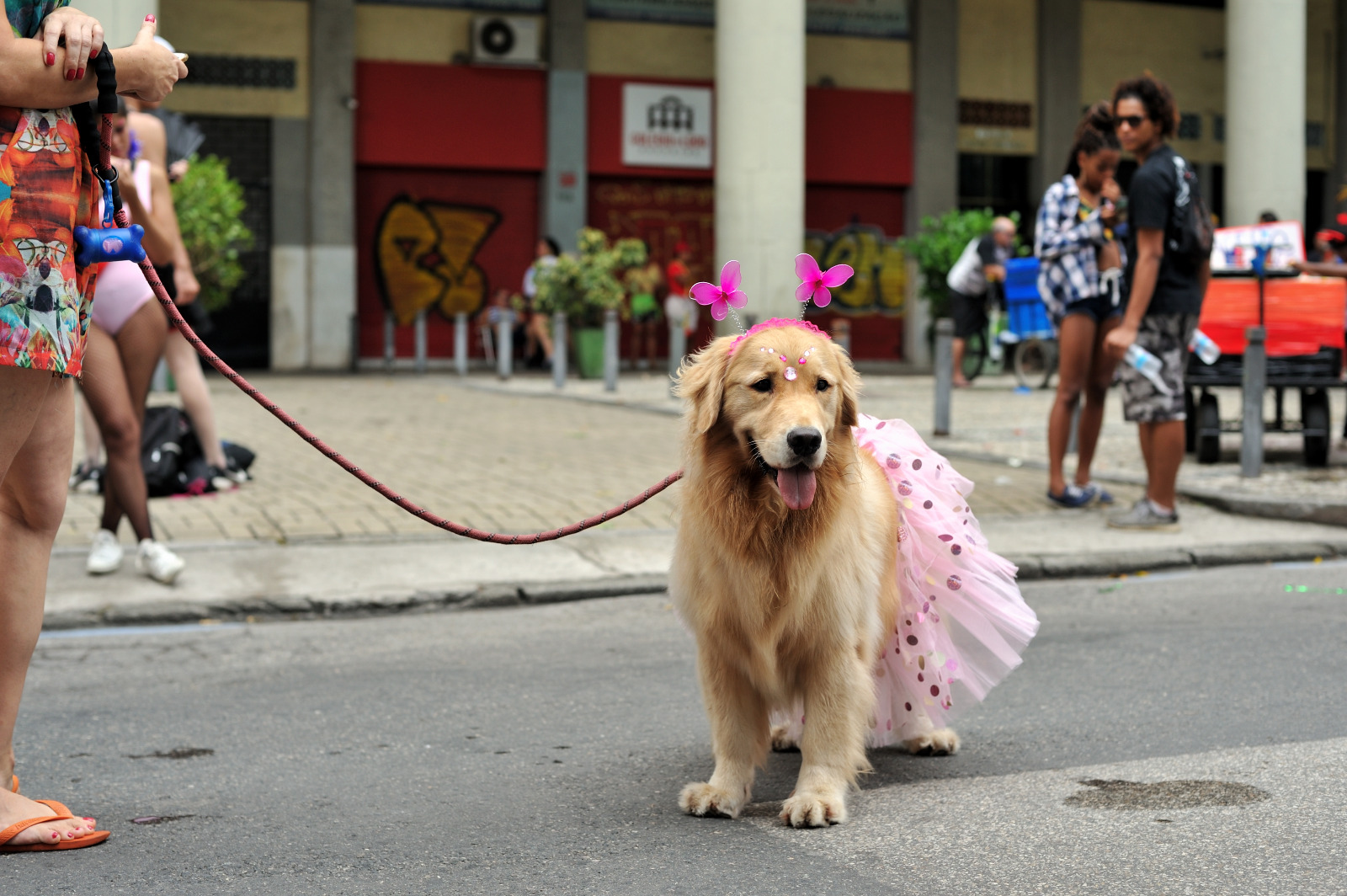 carnaval pet