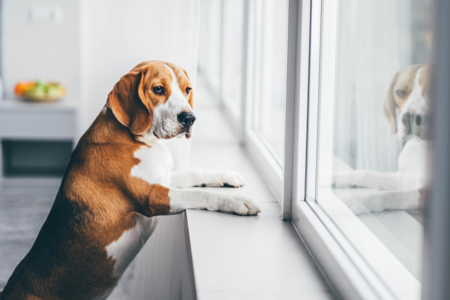 cão sozinho