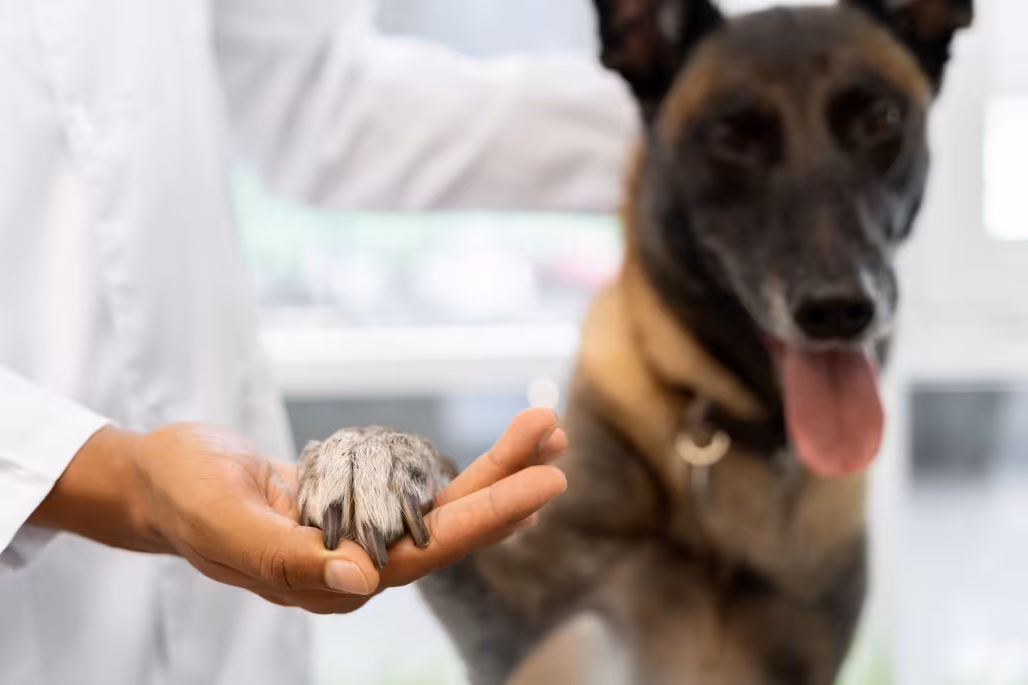 CRMV-PB lança campanha contra exercício ilegal da Medicina Veterinária e da Zootecnia