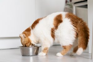 comida gatos
