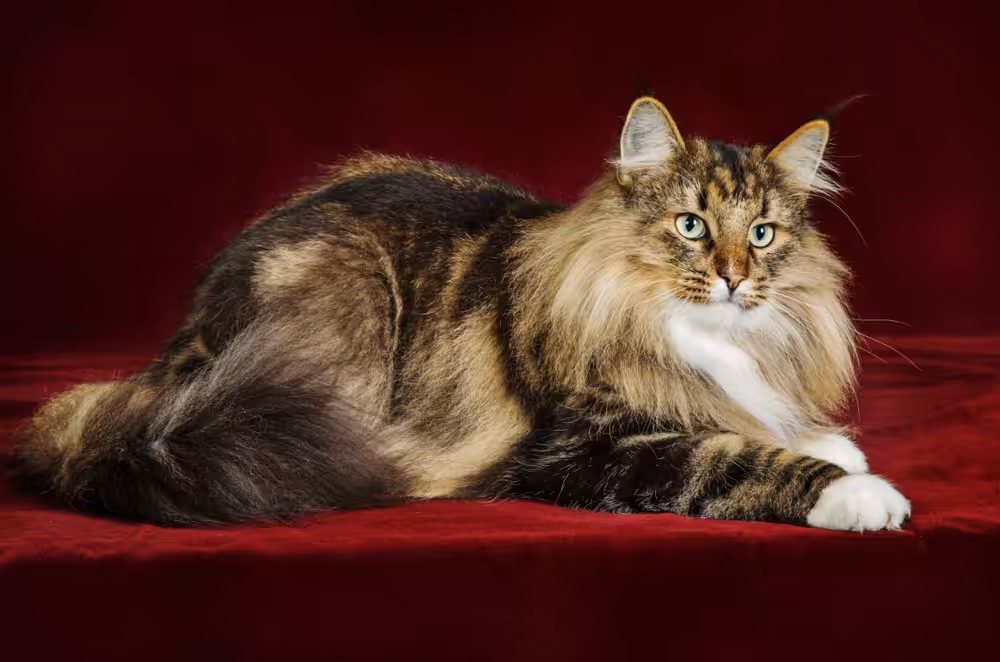 <strong>Gato Norueguês da Floresta é uma boa opção para famílias com crianças e outros pets</strong>