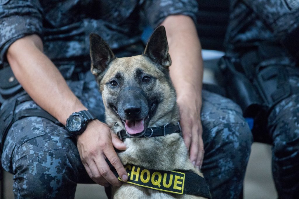 lei de proteção animal