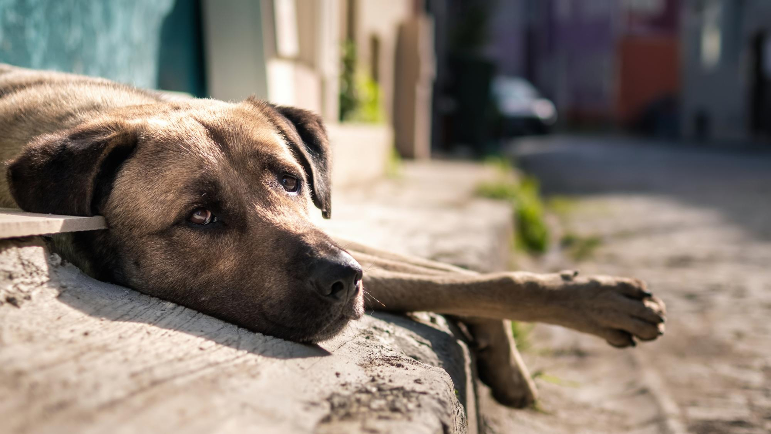 abandono de animais