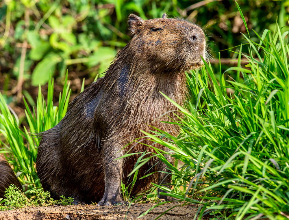 ME DEIXA DORMIR!!!!!!!!  Capivara, Capivaras, Comportamento dos