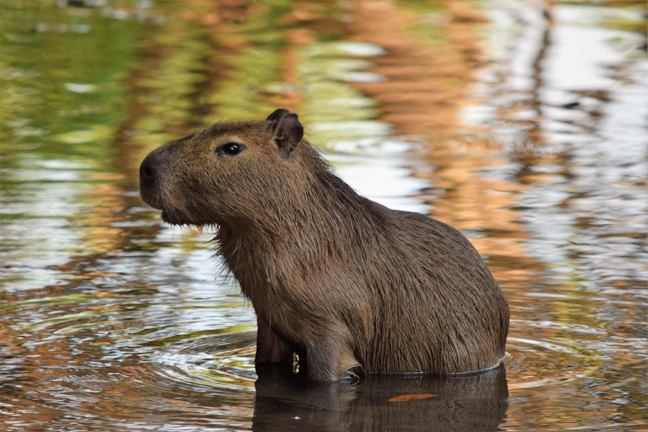 curiosidades capivara