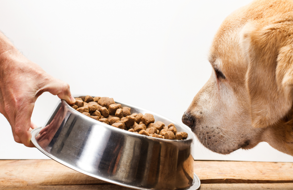 Nutrição é um dos pontos-chave para preservação e tratamento da saúde renal dos pets