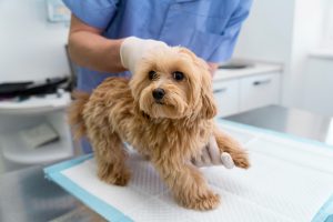 cão no vet
