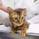 Resolução de cistite idiopática felina com modificação ambiental multimodal: série de três casos