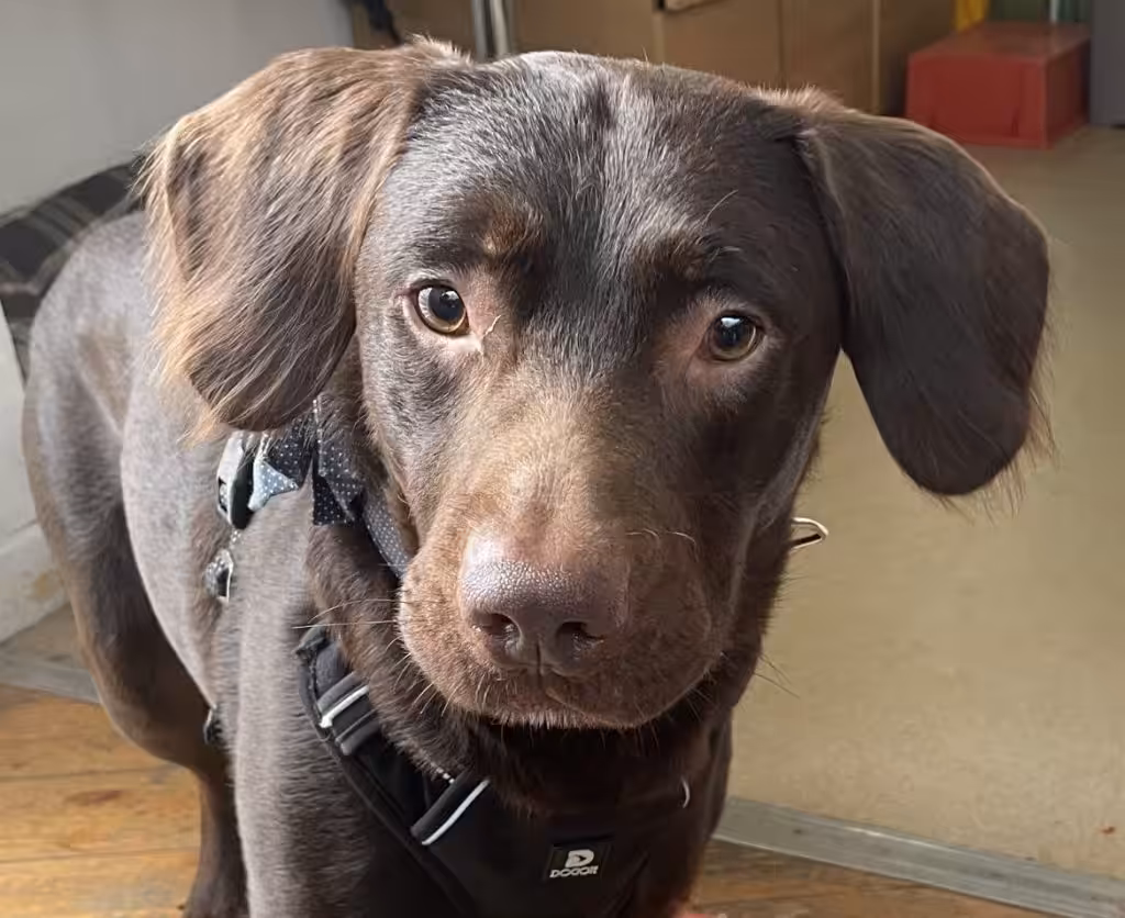 Após falecimento do tutor, cachorro viciado em álcool faz tratamento no Reino Unido
