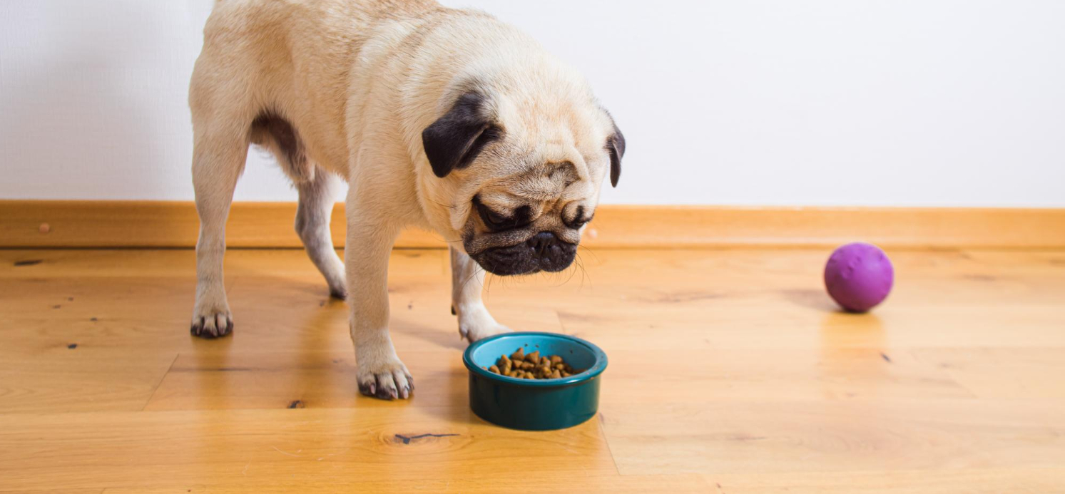 cão comendo