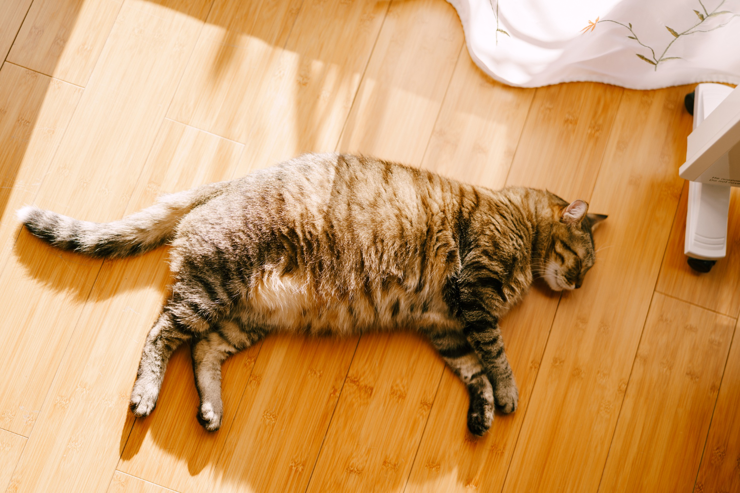 Gato com barriga inchada e mole, o que será que pode ser? – Portal Cães ...