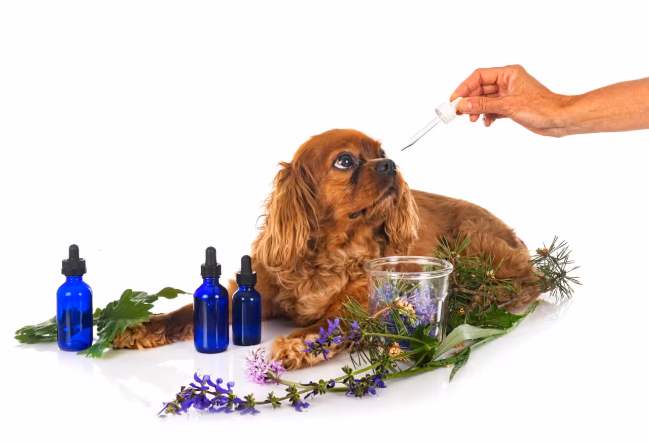 Homeopatia pode ser aliada no tratamento da insuficiência renal em pets