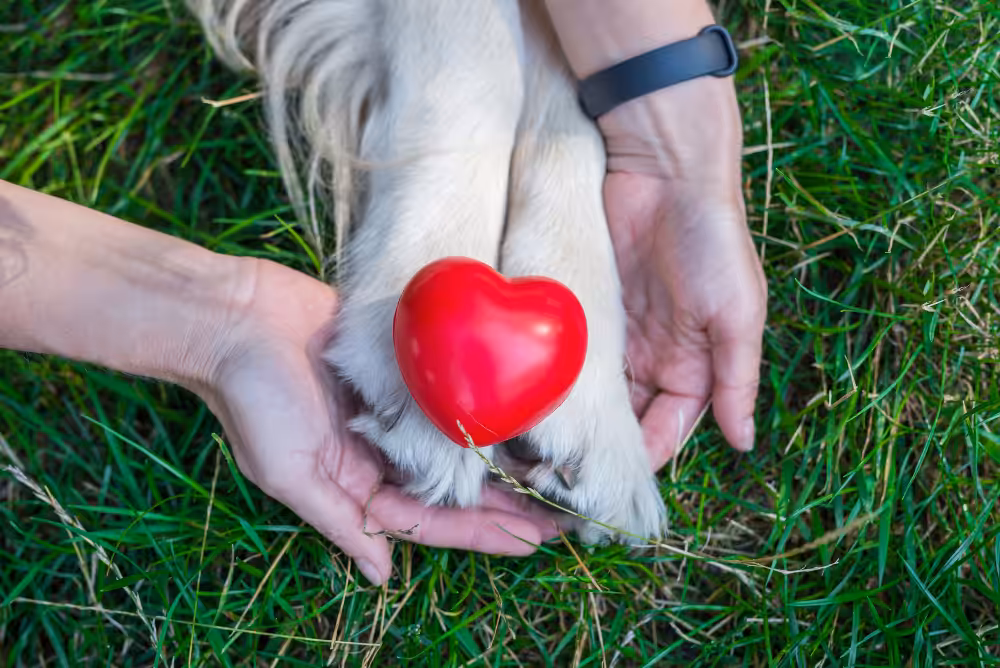 Como ocorre a doação de sangue de cães e gatos?
