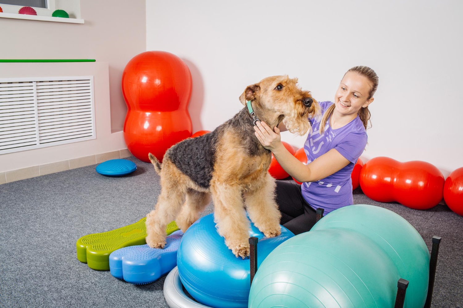 Fisioterapia pode ser uma grande aliada na recuperação dos pets