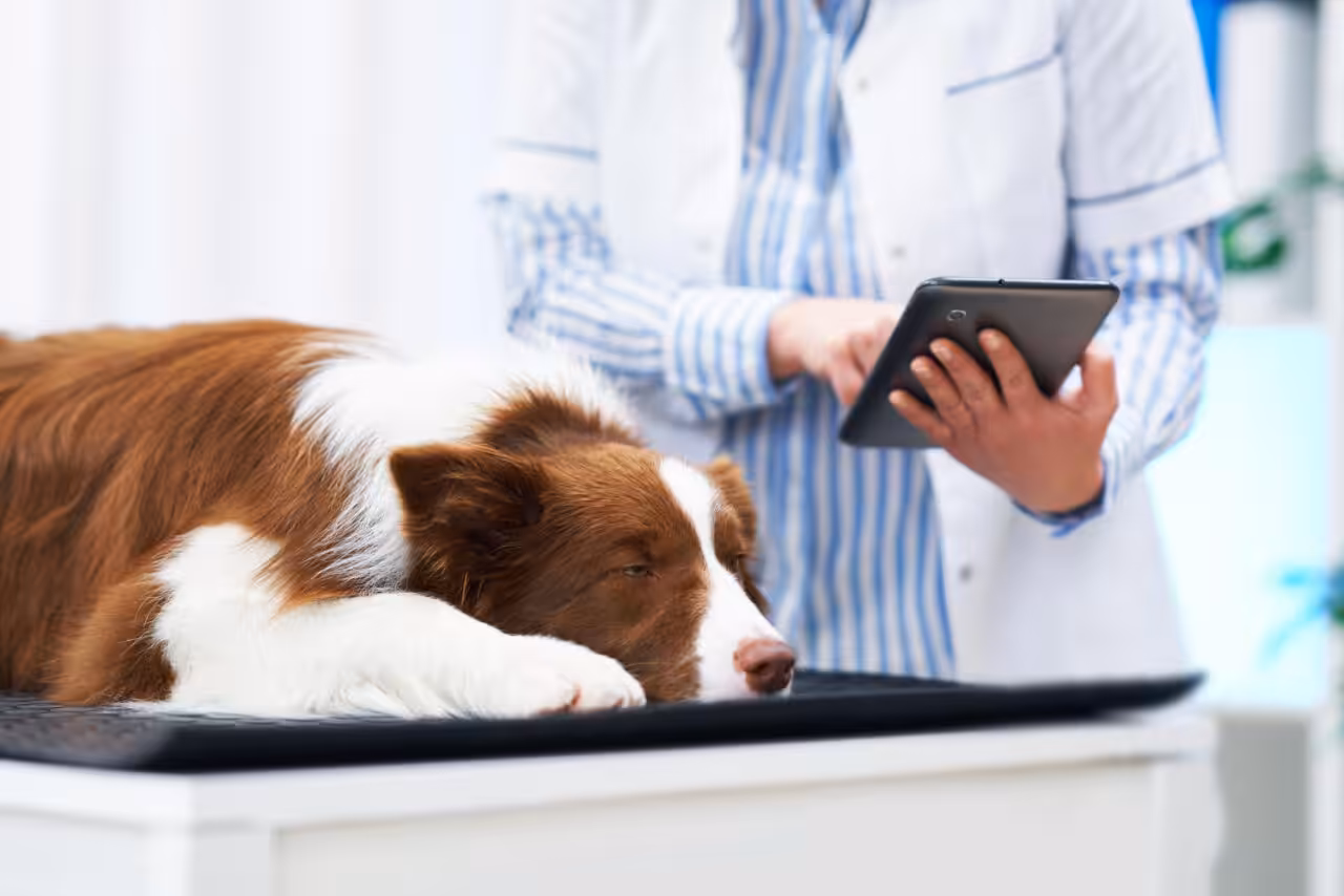 Doença do carrapato: Quais os principais riscos para os pets? 