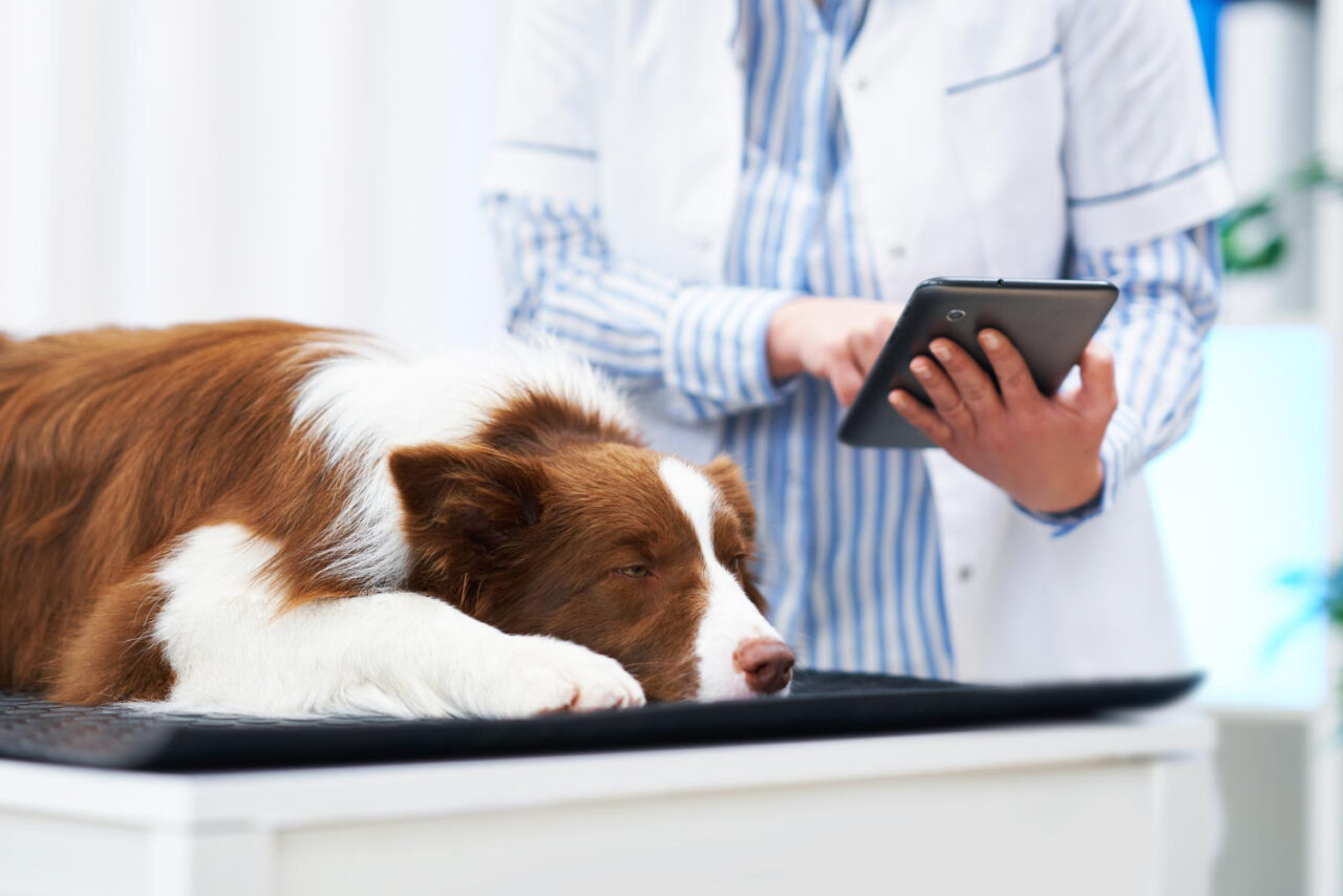 Doença do carrapato: Quais os principais riscos para os pets? 