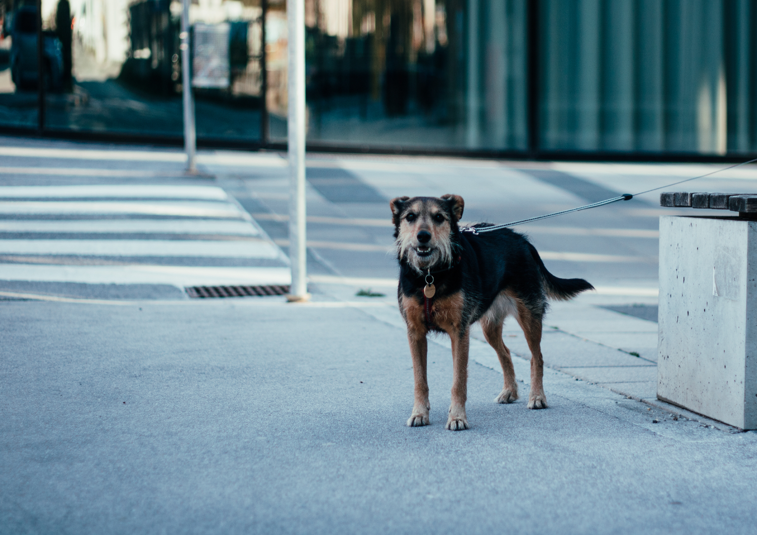 OAB-GO promove Campanha de combate ao abandono de animais