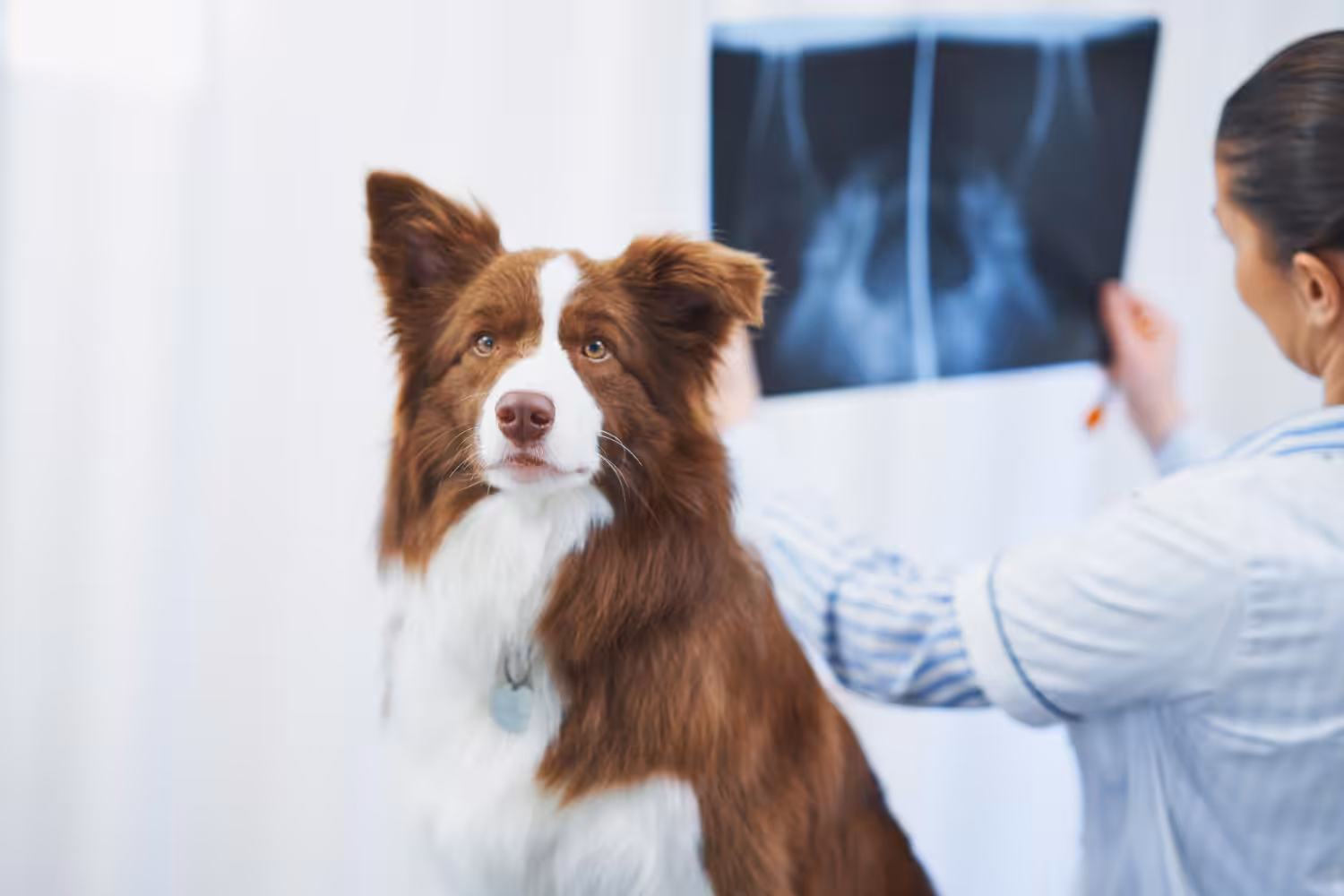 Entender a displasia coxofemoral é fundamental para melhor qualidade de vida dos pets