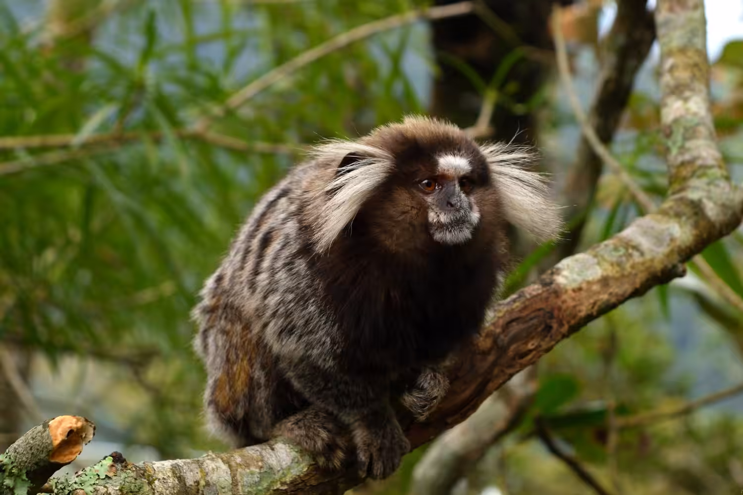 Morte por raiva humana alerta para os riscos de interação com saguis