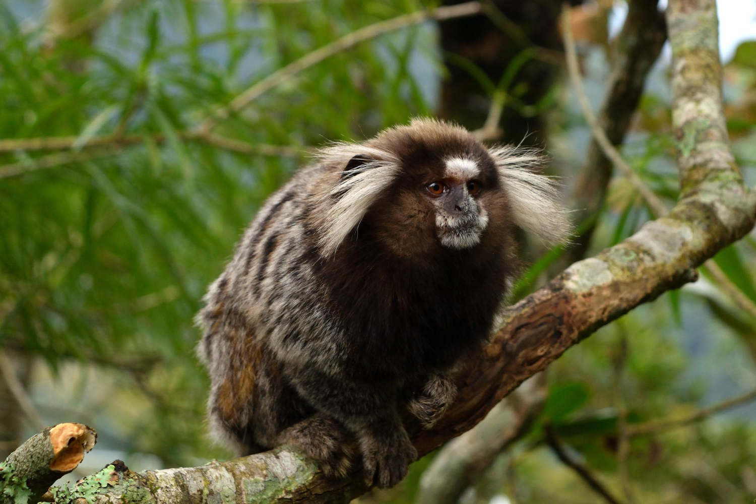 Morte por raiva humana alerta para os riscos de interação com saguis