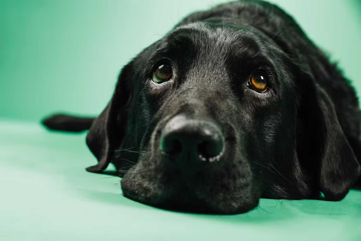 Ansiolíticos utilizados em Medicina Humana podem ser eficazes em cães