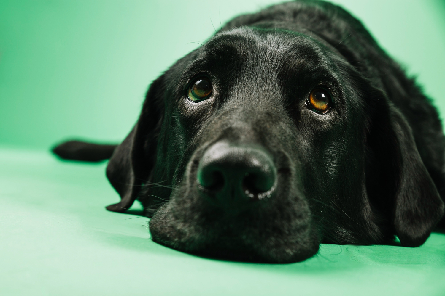 cachorro e ansiedade