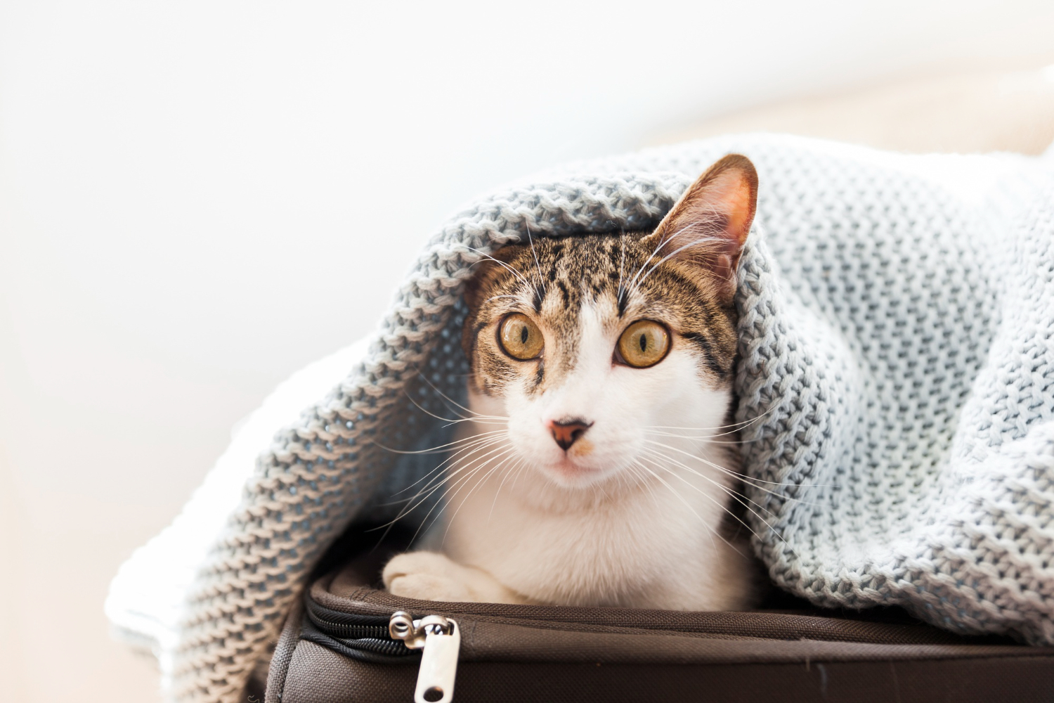 Gatos carregam curiosidades interessantes sobre sua história e existência