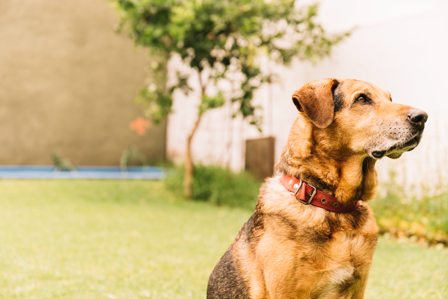 cachorro na praça