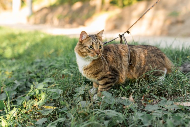 gato passeando