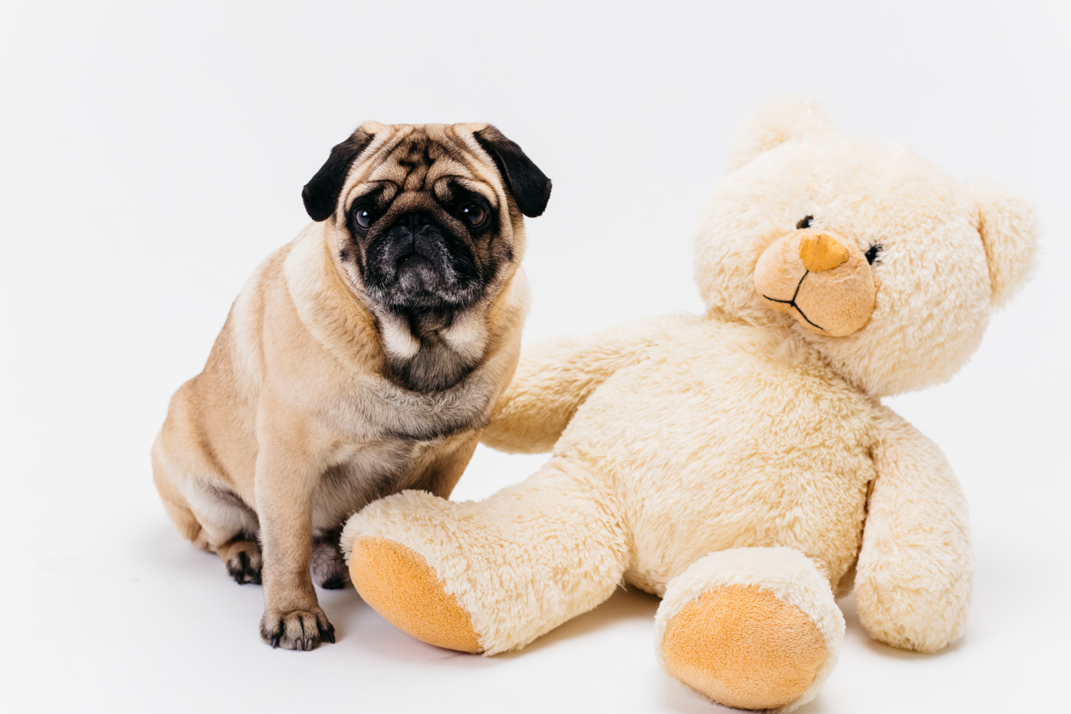 cão com brinquedo