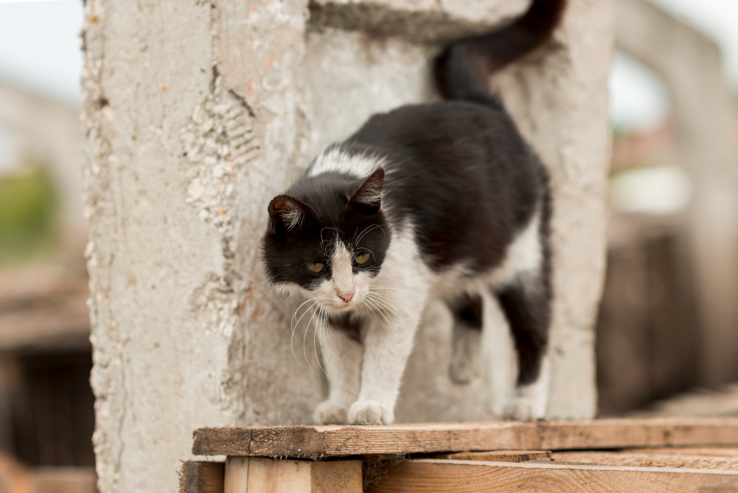 Um olhar para os gatos de rua na perspectiva da “Saúde Única”