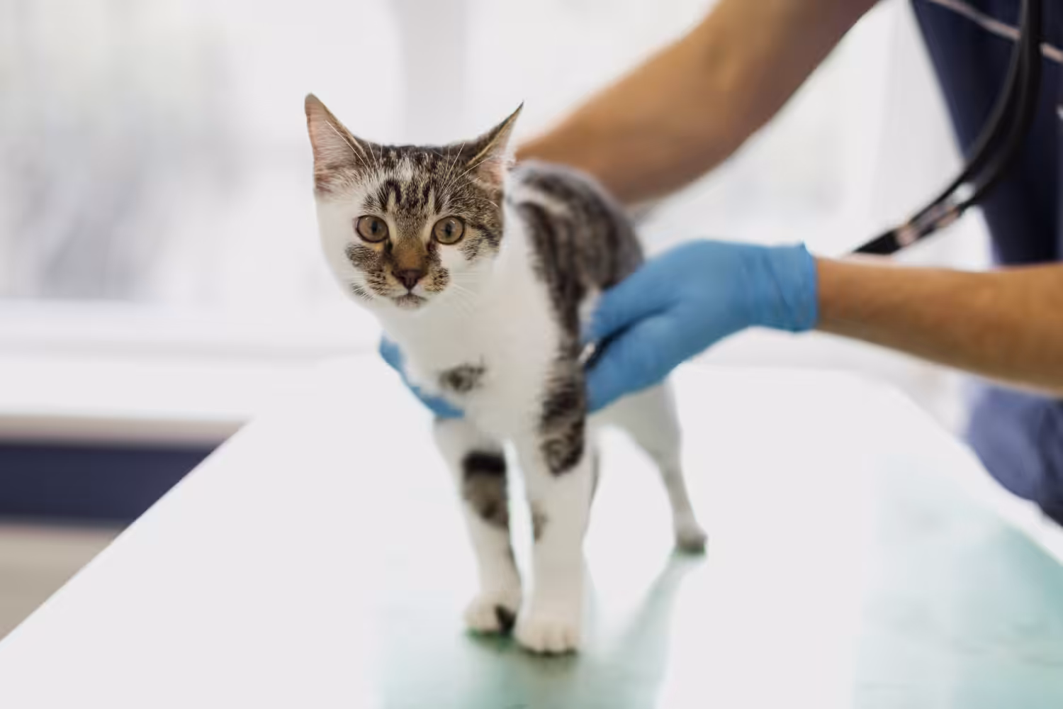 Leishmaniose pode apresentar diferentes formas clínicas nos pets