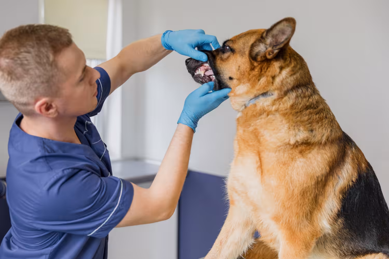 Estomatologia investiga e trata doenças e alterações bucais dos pets