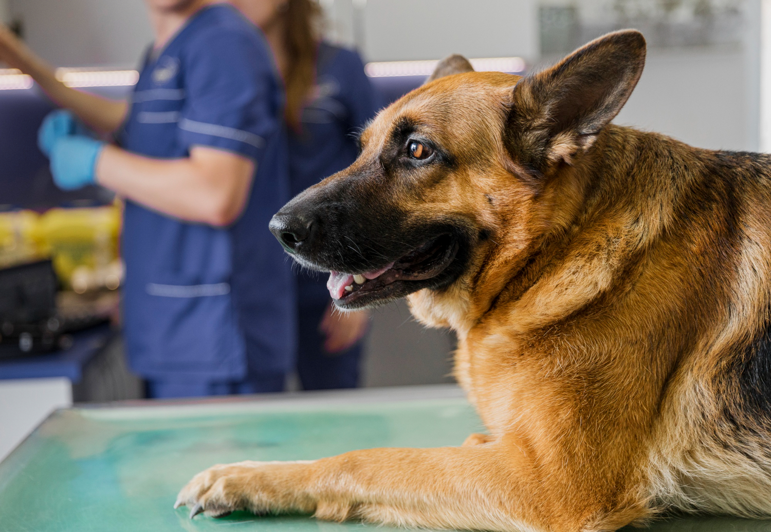 cachorro médico