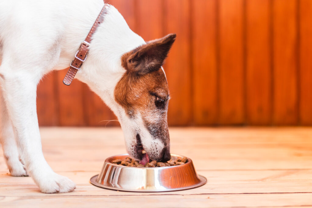 cachorro comendo