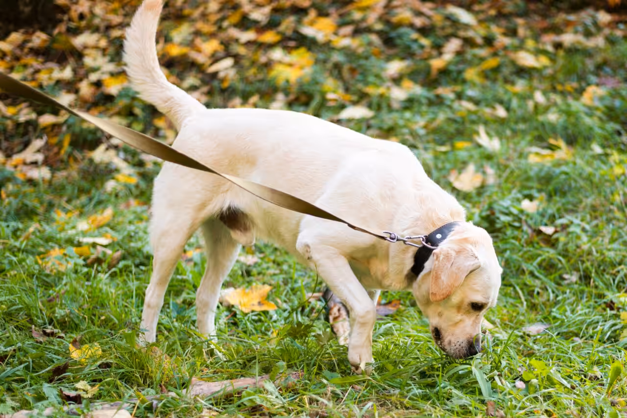 Por que meu cão come grama? Comportamento ou deficiência nutricional?