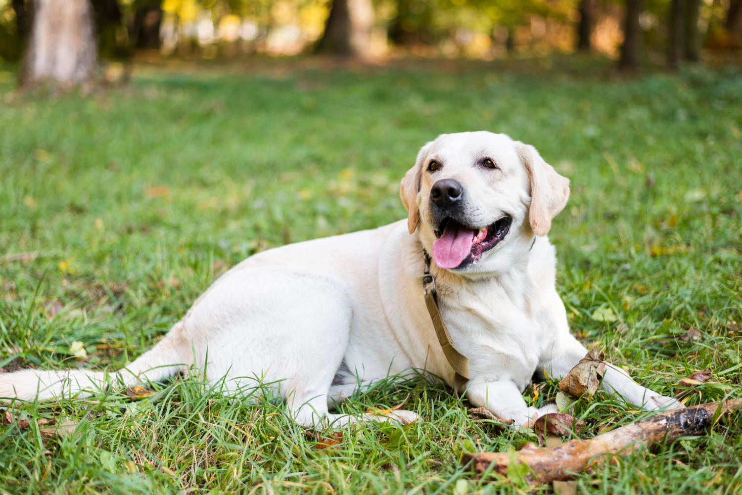 segurança cachorro