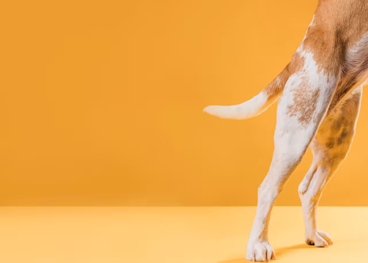 Como a nutrição pode ajudar em casos de cães com displasia coxofemoral?