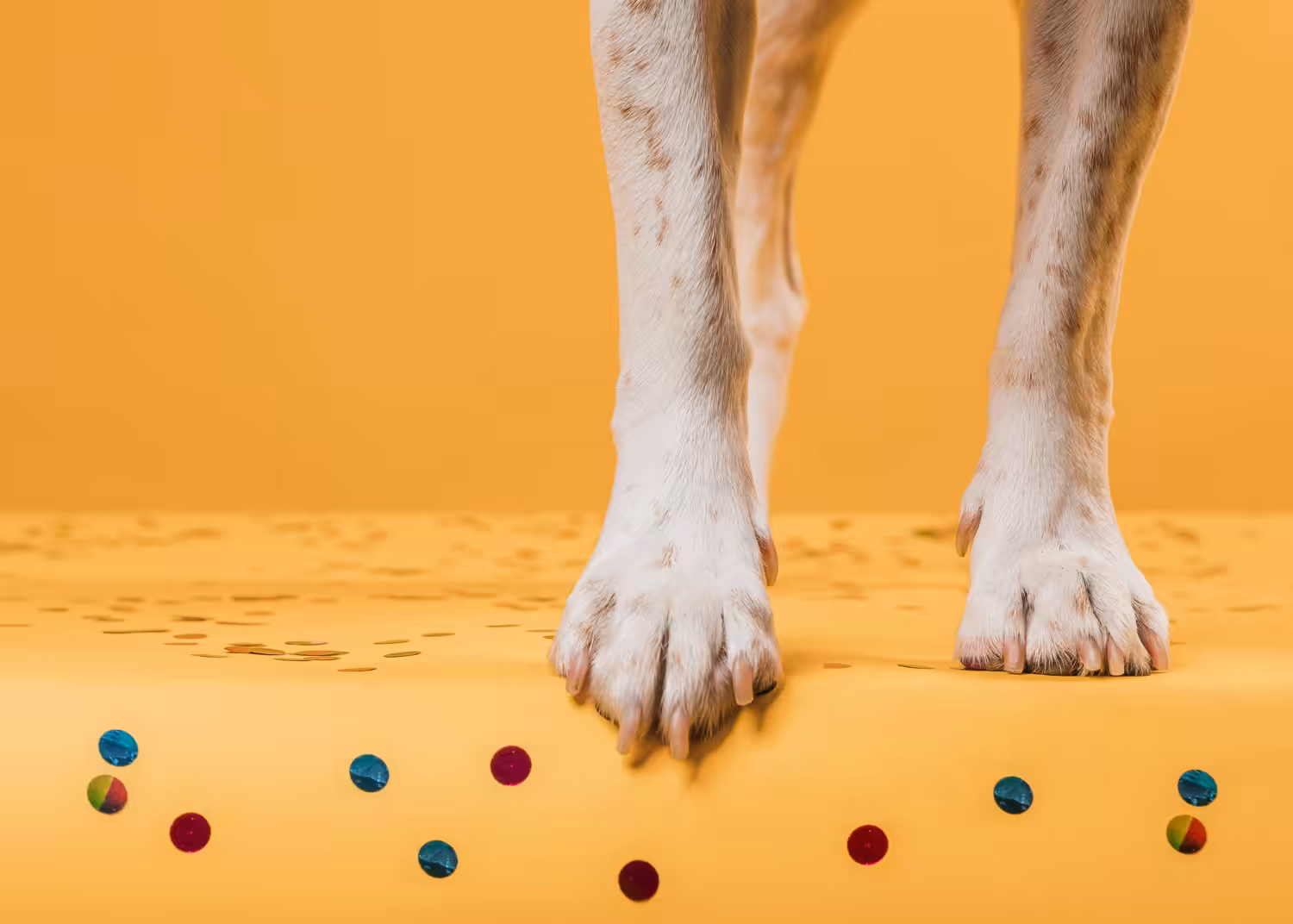 Cuidados com as patas são essenciais para a saúde dos pets