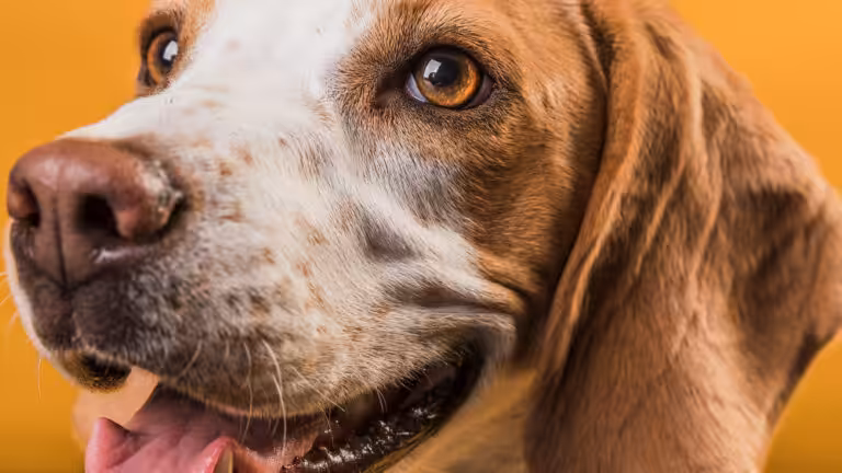 Dia da Saúde Ocular: Médicos-veterinários esclarecem cuidados e curiosidades sobre a visão dos pets