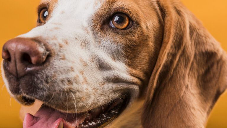 Dia da Saúde Ocular: Médicos-veterinários esclarecem cuidados e curiosidades sobre a visão dos pets
